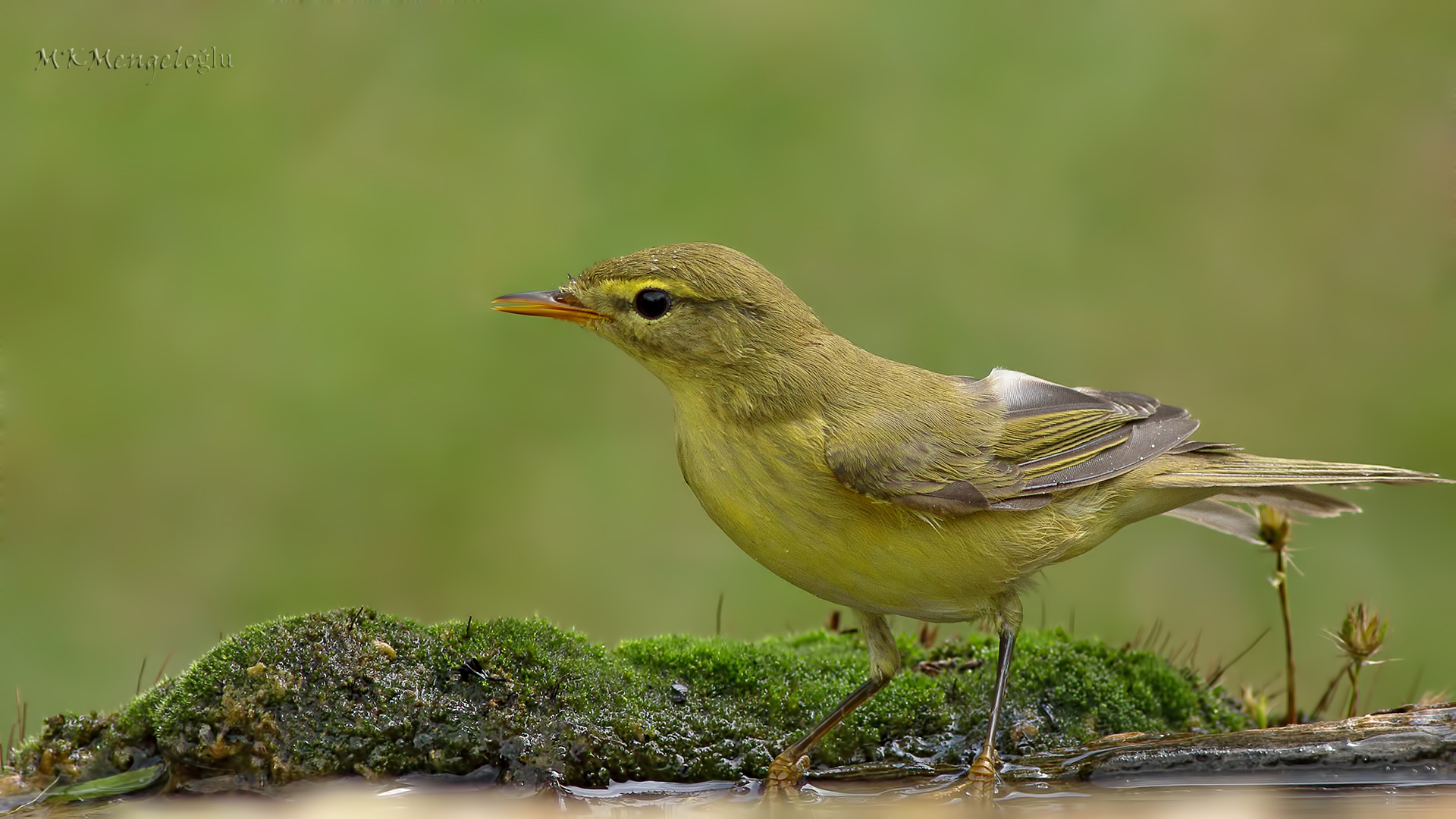 Willow Warbler